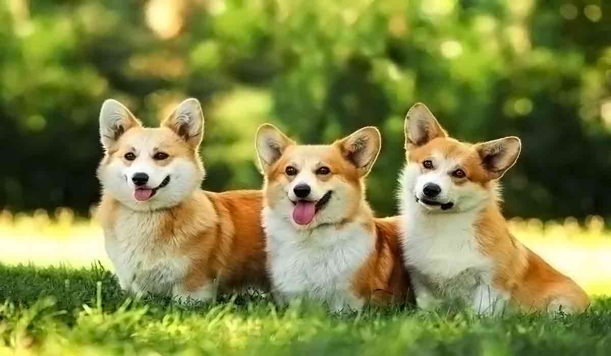电话轰炸在线